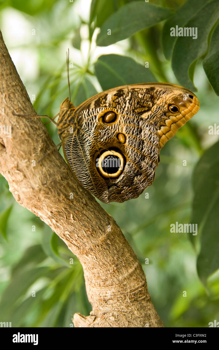 Mexico. Owl eye butterfly (Caligo memnon Stock Photo - Alamy