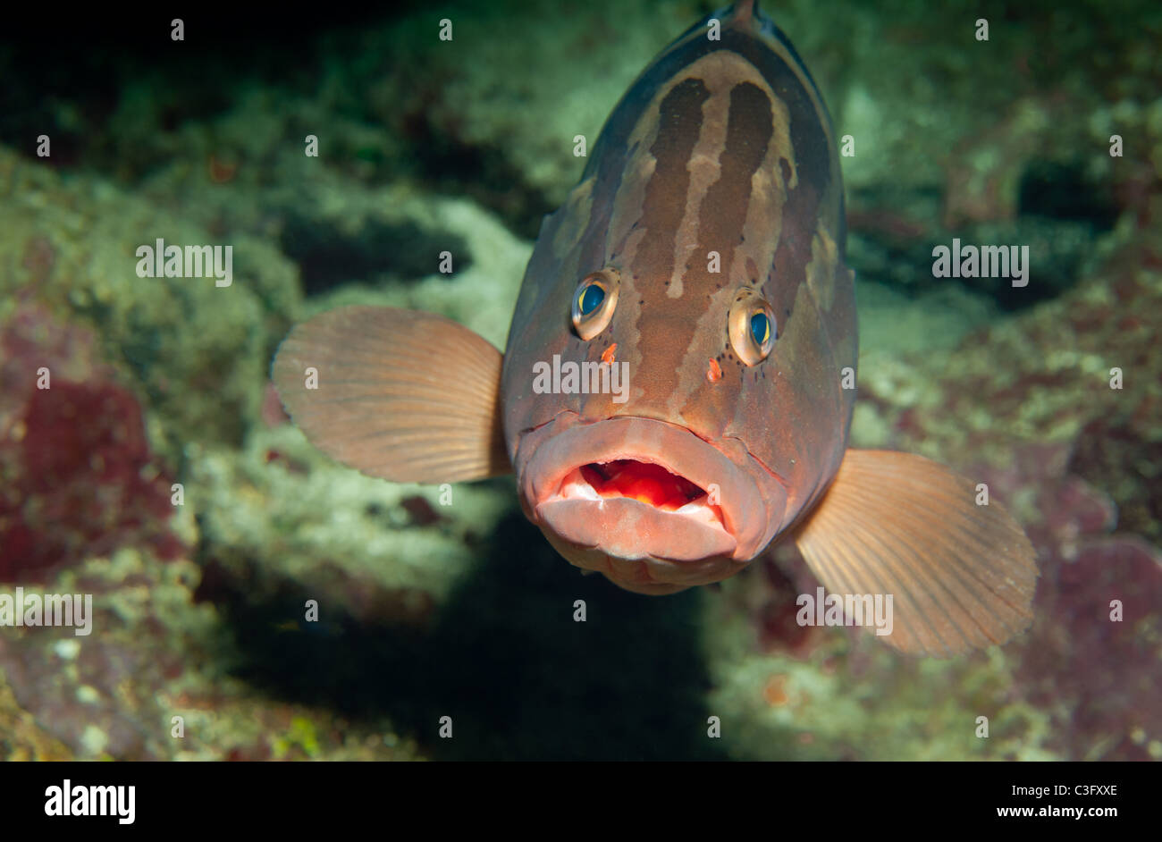 Marine Life Fishes Bony Fishes Hi res Stock Photography And Images Alamy marine-life-fishes-bony-fishes-hi-res-stock-photography-and-images-alamy