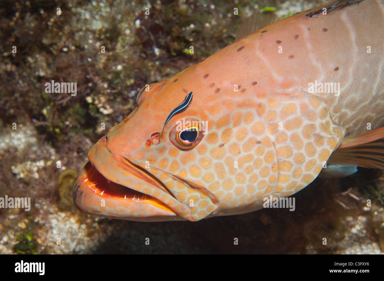 A tiger grouper spreads its' gill plates as it waits for cleaner fish