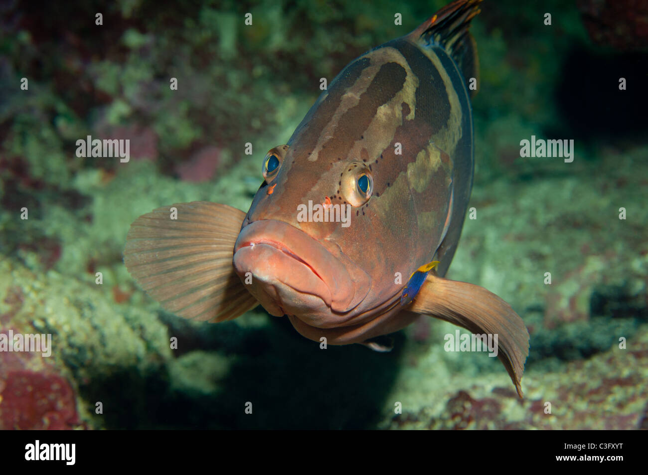 Marine Life Fishes Bony Fishes Hi res Stock Photography And Images Alamy marine-life-fishes-bony-fishes-hi-res-stock-photography-and-images-alamy