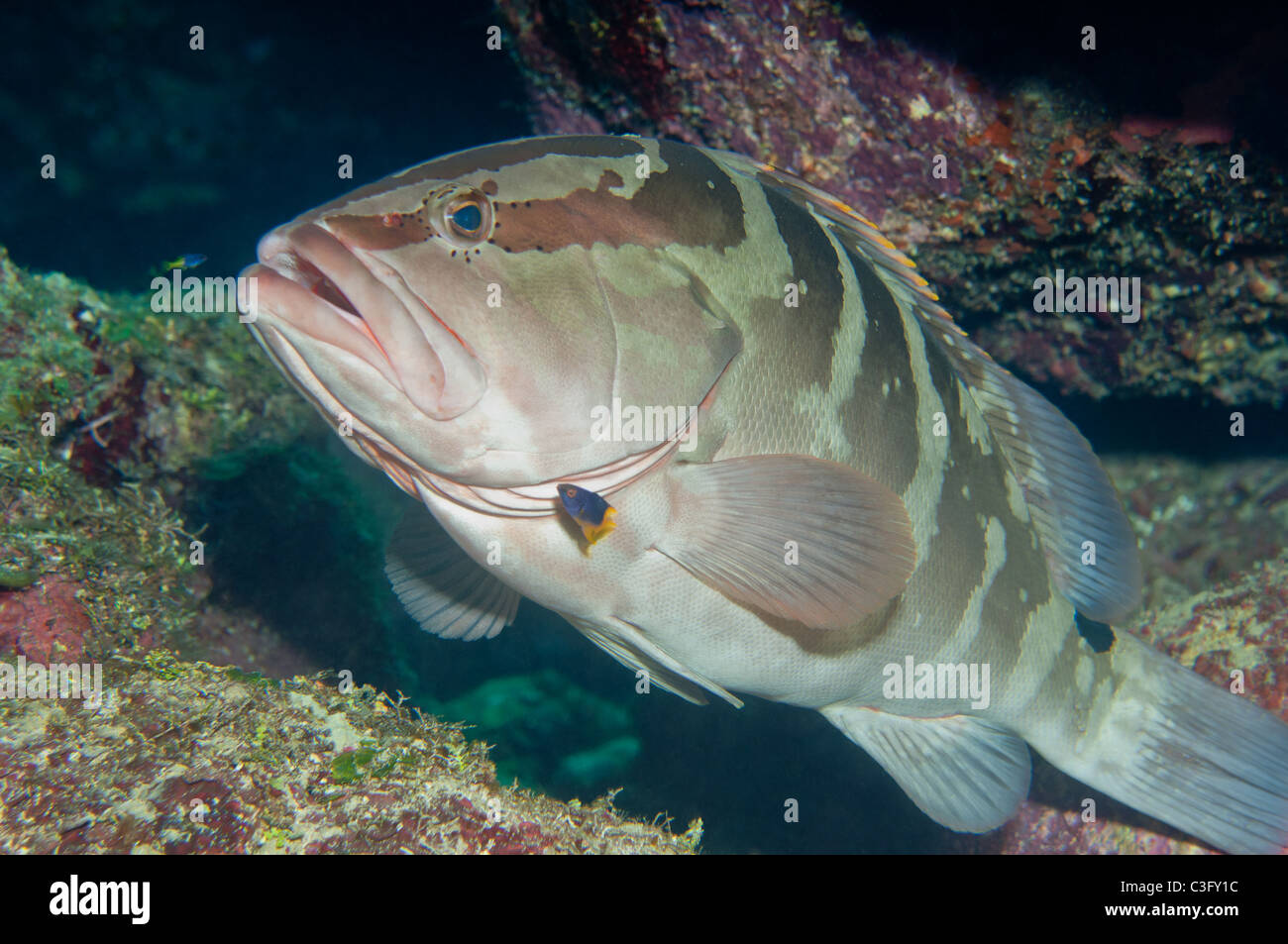 Nassau Groupers Hi res Stock Photography And Images Alamy nassau-groupers-hi-res-stock-photography-and-images-alamy