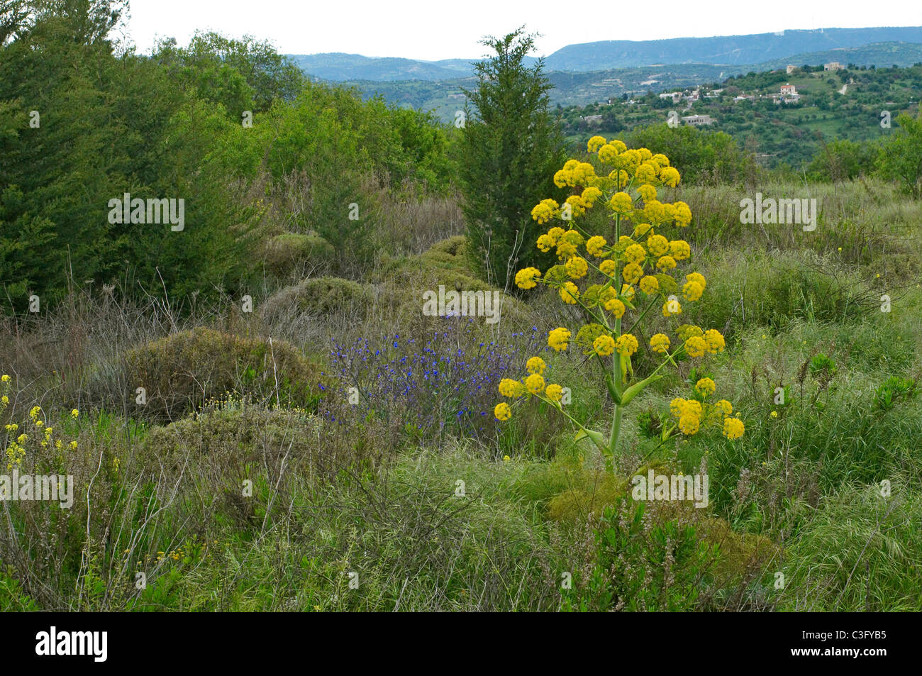 Giant Wild Fennel growing wild in the Cypriot countryside Stock Photo