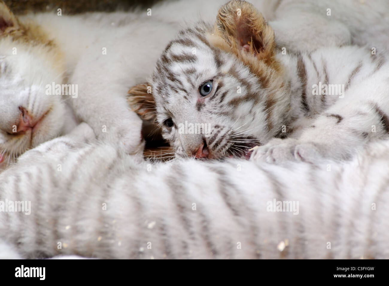 A tiny tiger lying on the ground in the zoo Stock Photo