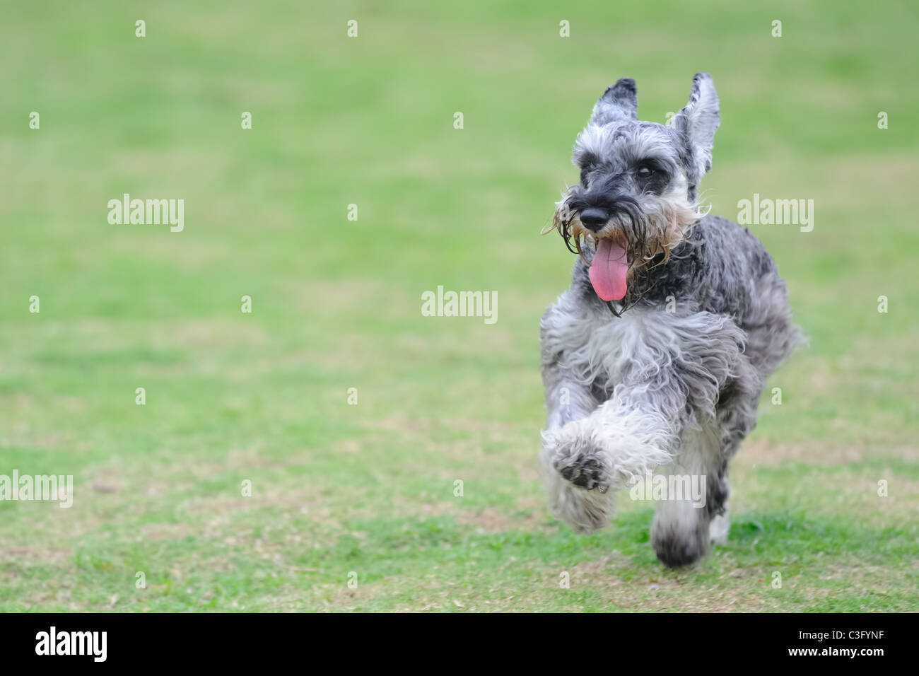 A miniature schnauzer dog running on the lawn Stock Photo