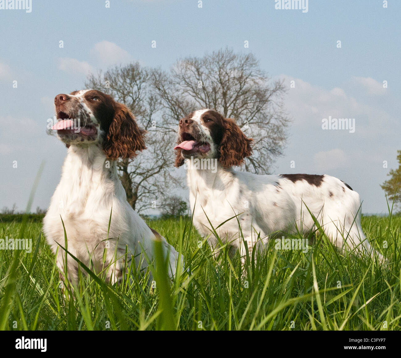 English springer spaniel, sixteen week old pup, in grass field, portrait Stock Photo
