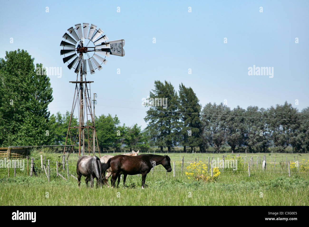 Pampas of argentina grazing hires stock photography and images Alamy
