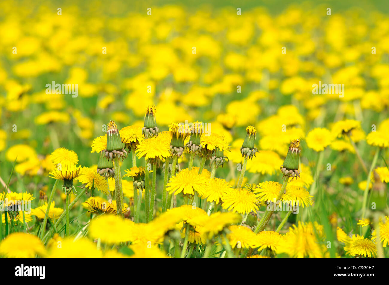 Plenty of dandelions on a meadow Stock Photo