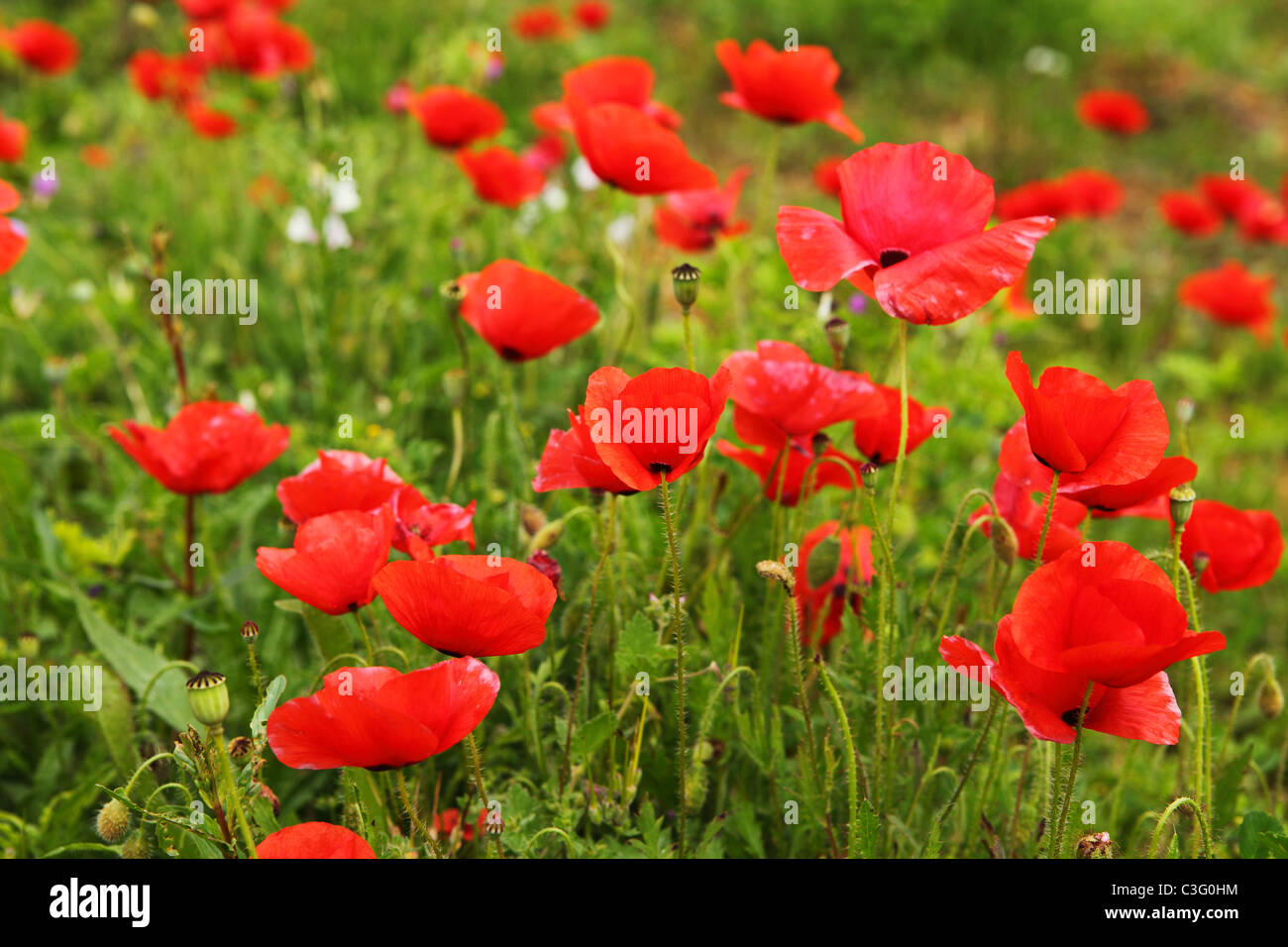 A field of red poppies grows in the spring sunshine. They grow in the