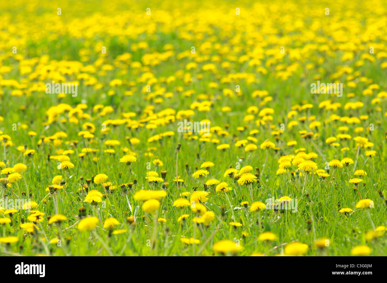 Meadow full of dandelions. Quite shallow depth of field Stock Photo