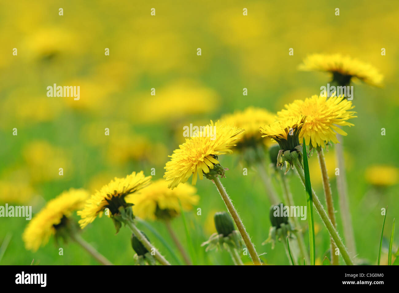 Dandelions on a meadow Stock Photo