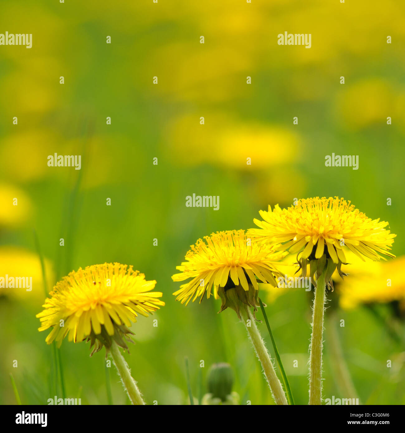 A few dandelions in a square frame Stock Photo