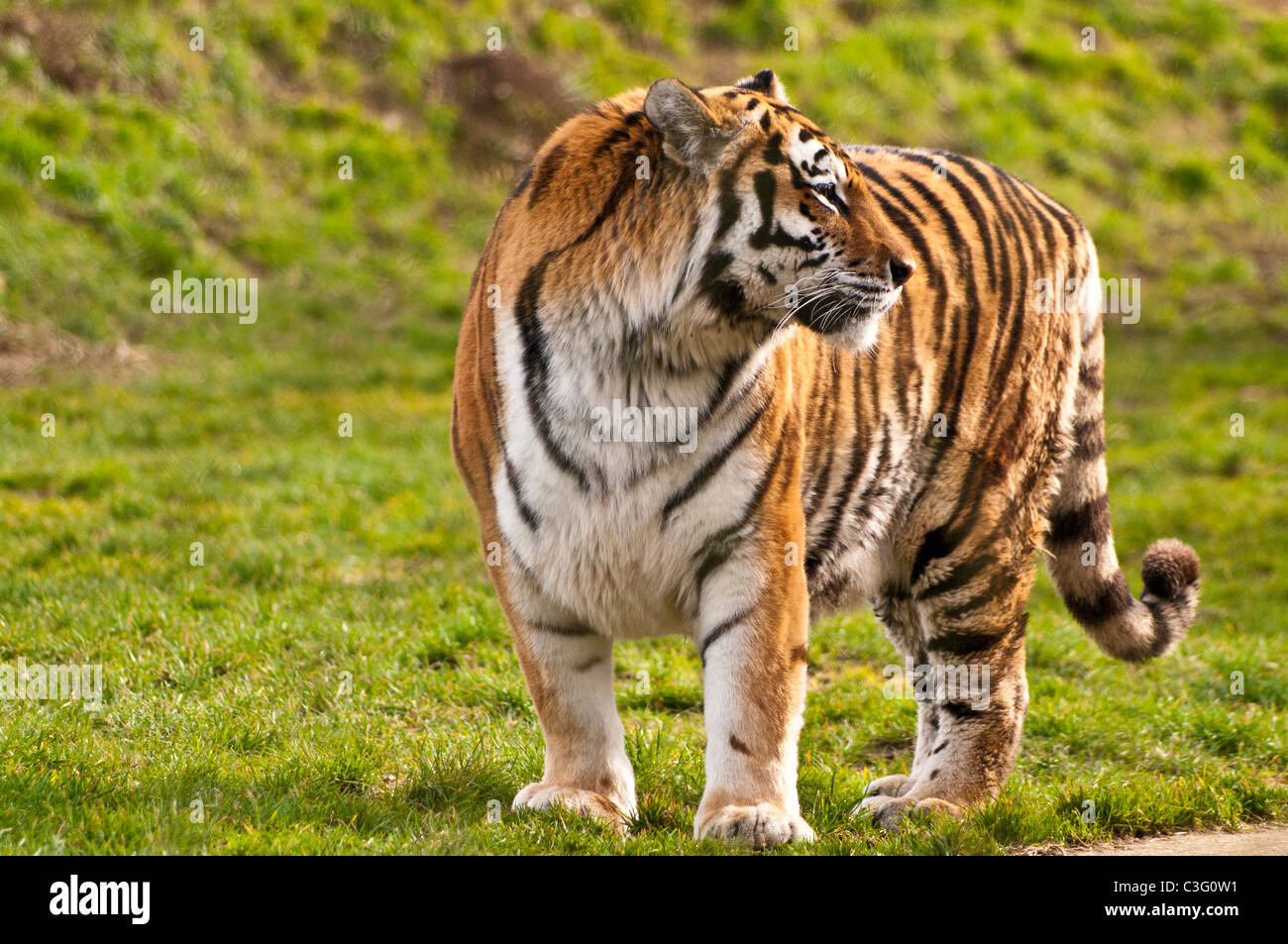 Amur Tiger (captive Stock Photo - Alamy