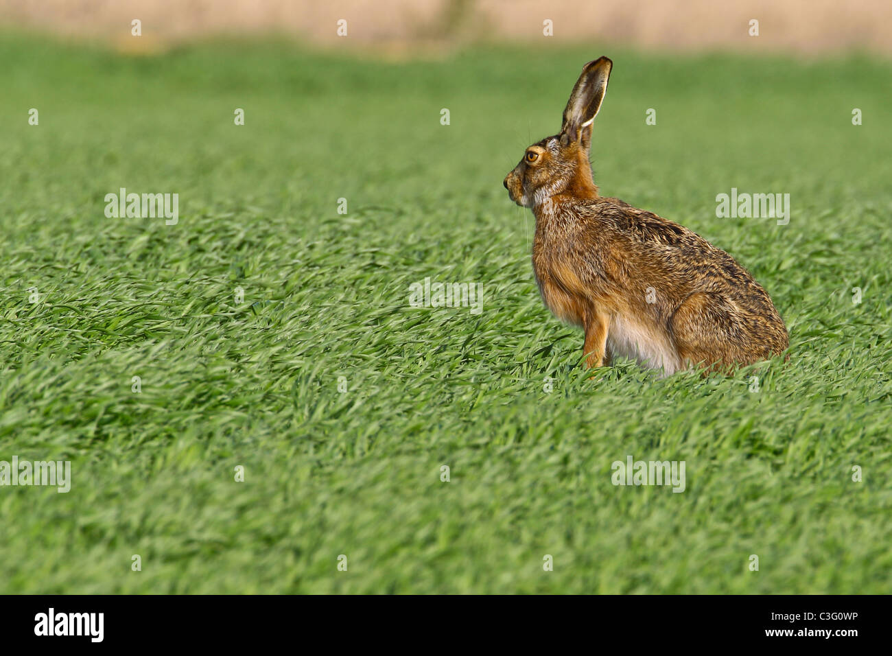 Portrait of a sitting brown hare (lepus europaeus). Stock Photo