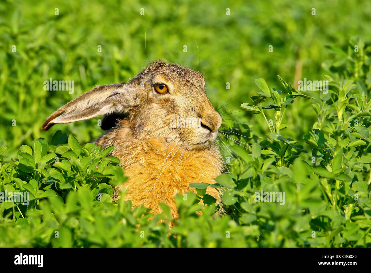 Portrait of a sitting brown hare (lepus europaeus). Stock Photo