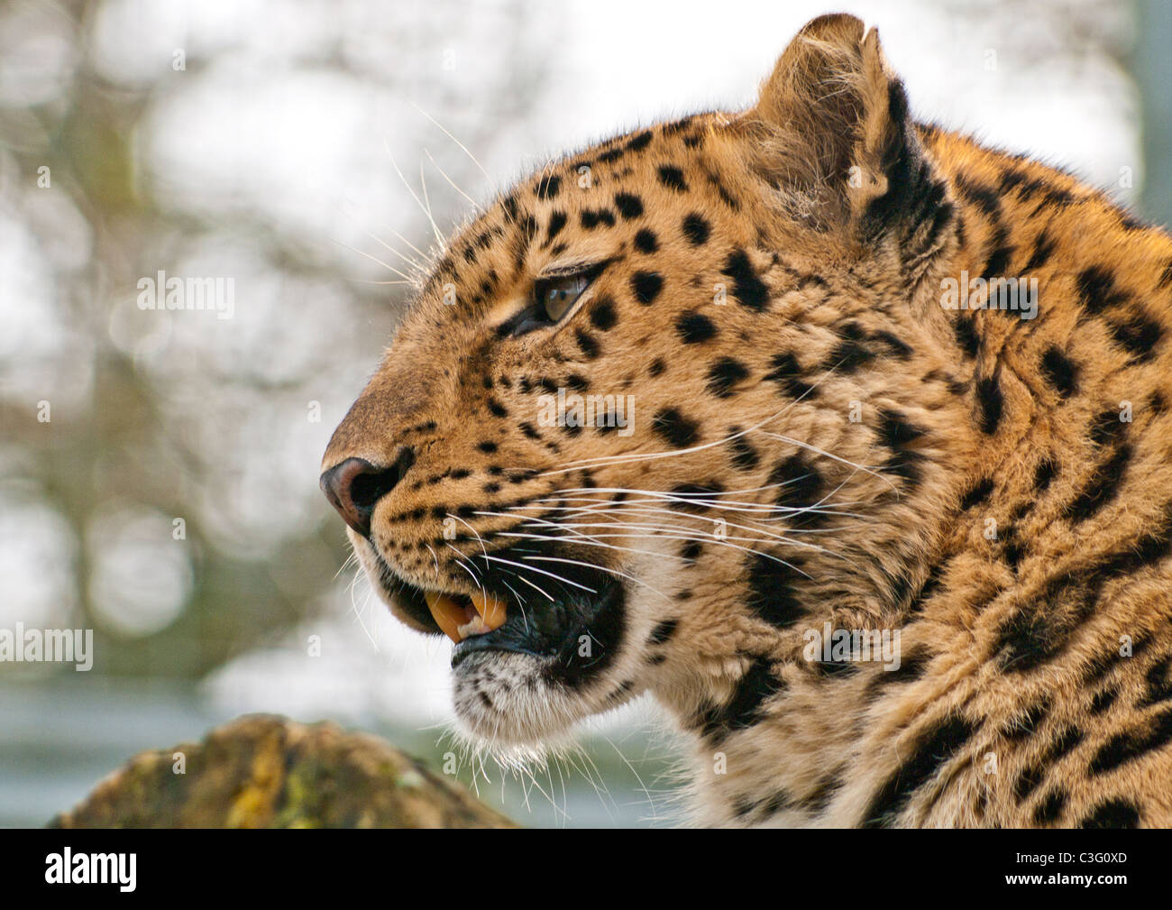 Amur Leopard (captive Stock Photo - Alamy