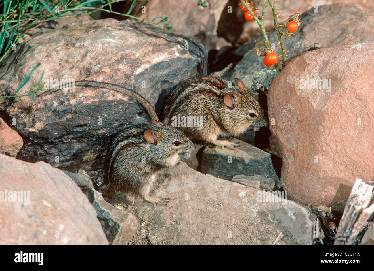 Fourstriped grass mouse / Fourstriped grass rat (Rhabdomys pumilio