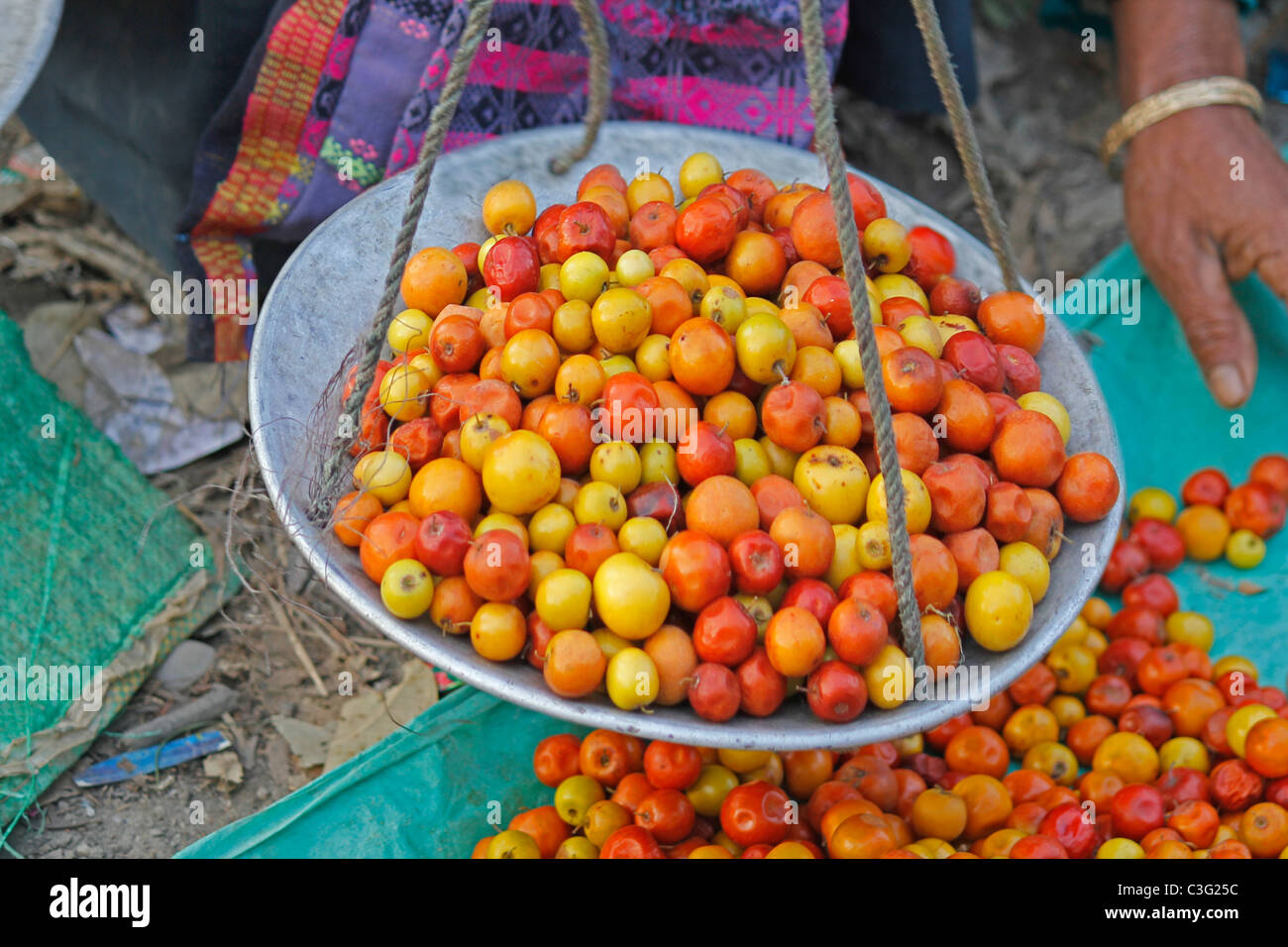 Tomatoes, Lycopersicon , India Stock Photo