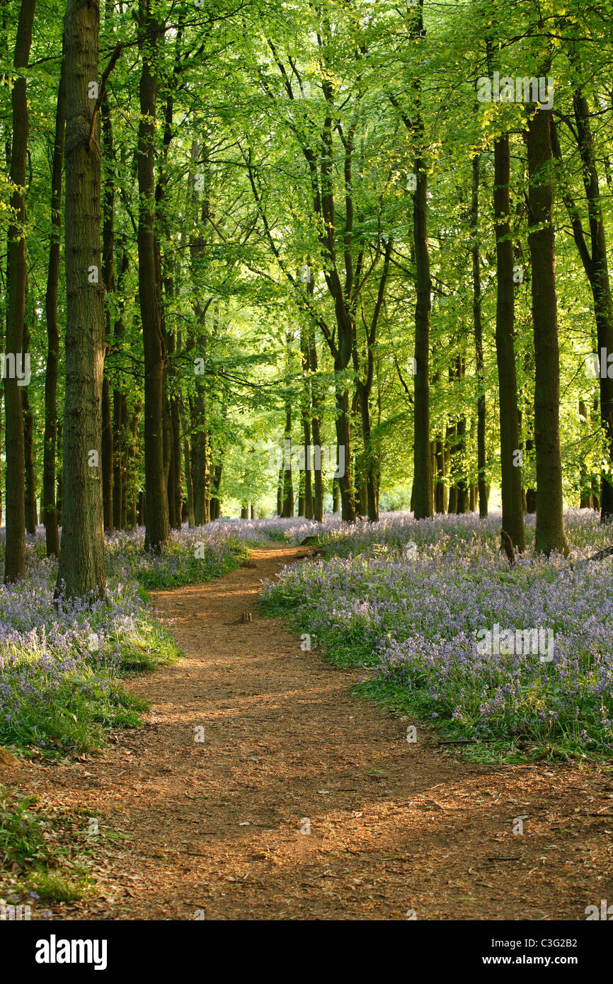 Bluebells and beech wood, woodland path, England, UK Stock Photo - Alamy