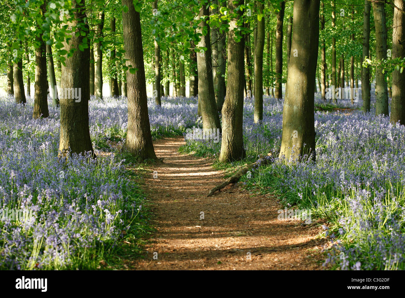 Bluebells and beech wood, woodland walk, England, UK Stock Photo