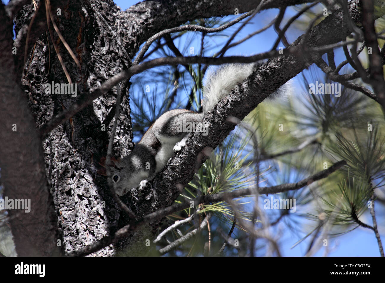Aberts or Tassle eared squirrel Sciurus aberti in Pinion pine tree in Arizona Stock Photo