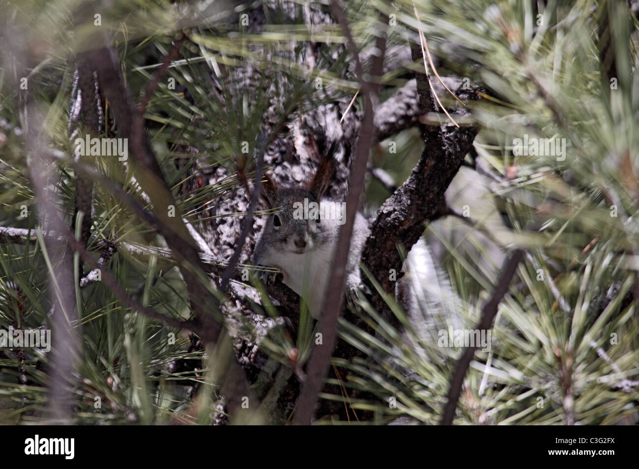 Aberts or Tassel eared squirrel Sciurus aberti in Pinion pine tree in Arizona Stock Photo