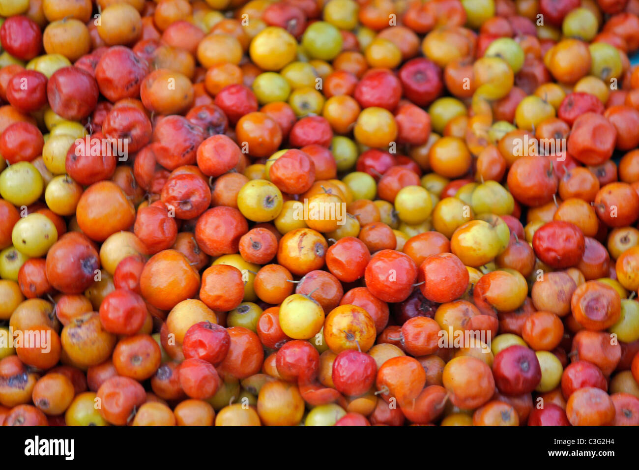 Tomatoes, Lycopersicon , India Stock Photo