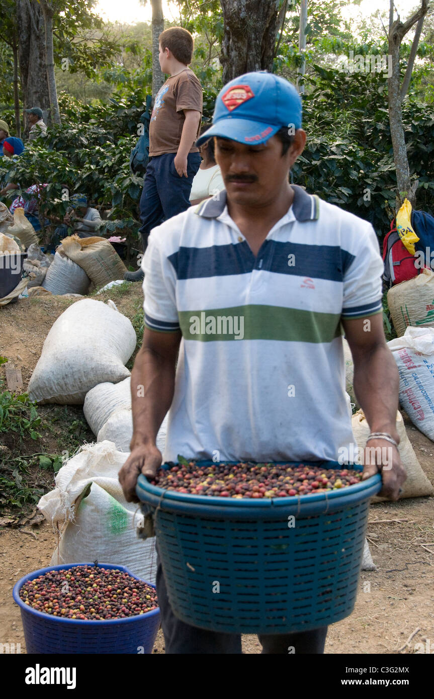Coffee Harvest Rodeo Central Calley Costa Rica Stock Photo Alamy