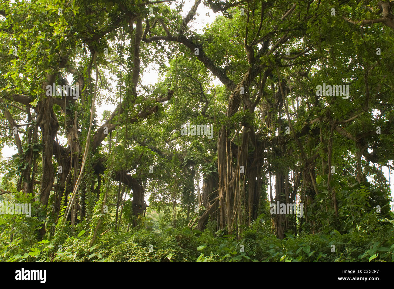 Trees in a forest, Kolkata, West Bengal, India Stock Photo Alamy