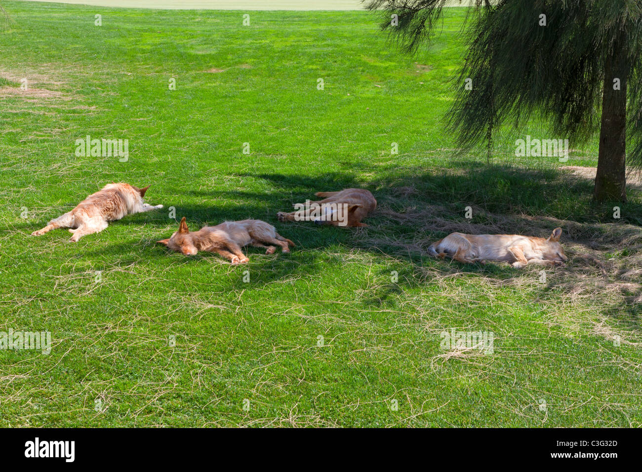 Dogs sleep in the shade under a tree on the golf course at Silves, Algarve, Portugal Stock Photo