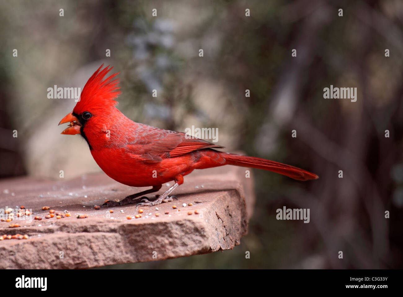 Northern cardinal feeding at stone bird table in Arizona Stock Photo