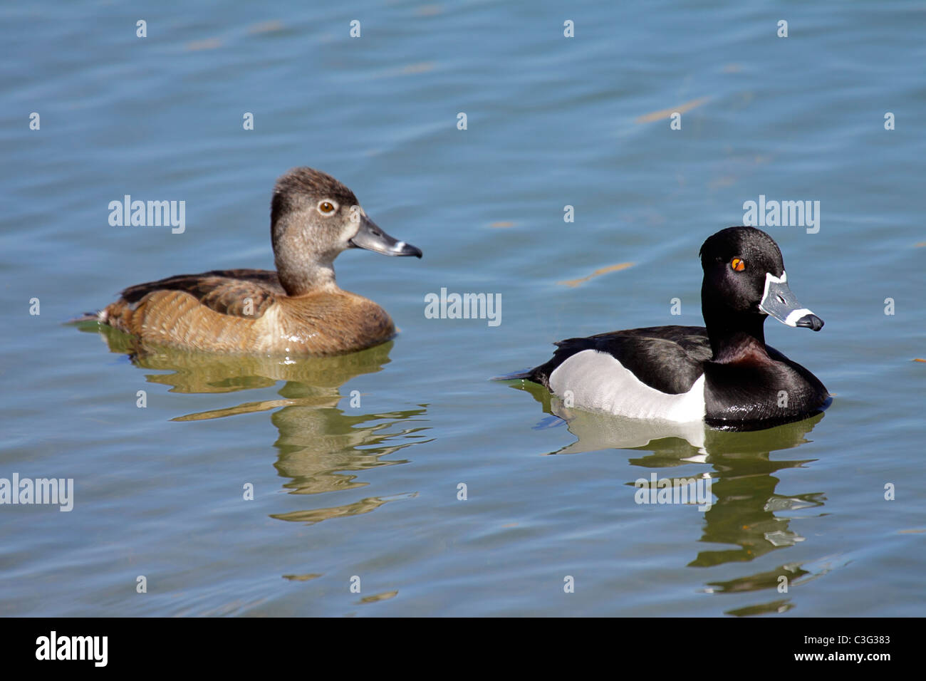 Lesser Scaup and Ring-necked Duck | Bird Academy • The Cornell Lab