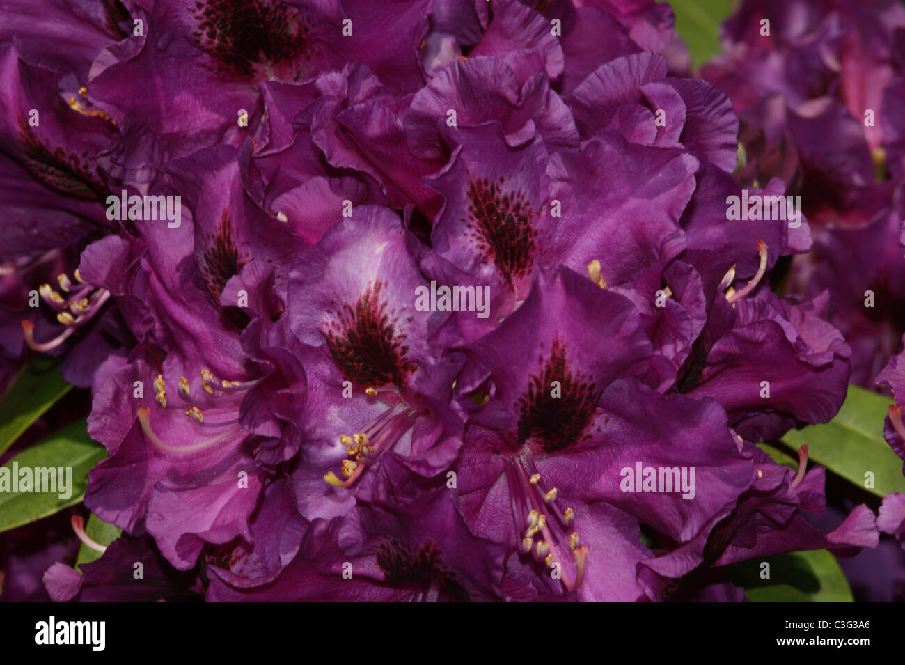 Rhododendron 'Purple Splendour' Stock Photo