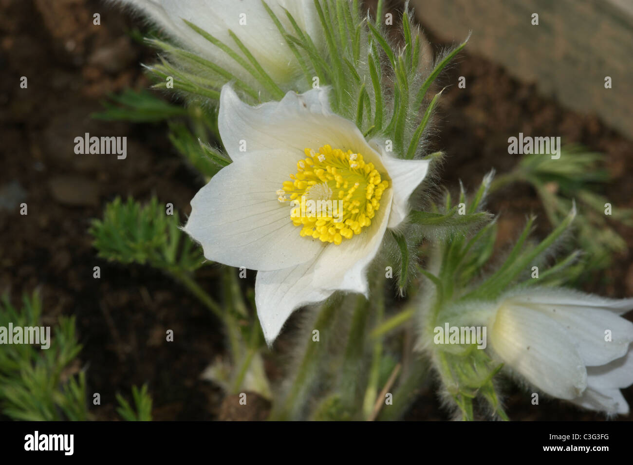 Pulsatilla vulgaris 'Alba'  Pasque Flower Stock Photo