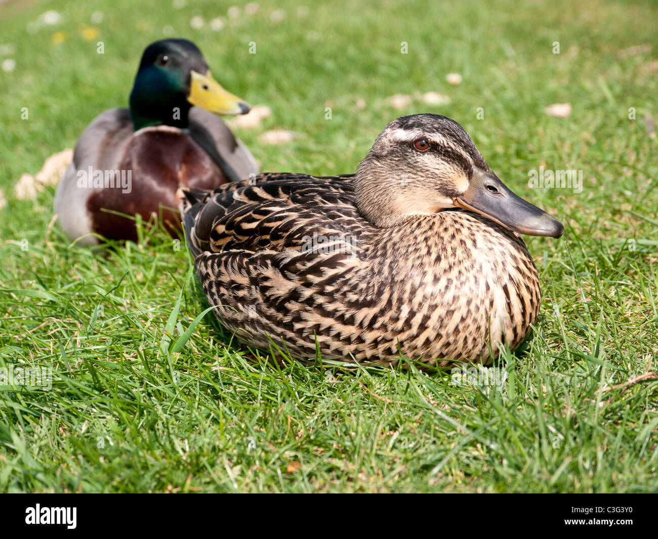Ducks in the Village of Finchingfield, Essex, UK Stock Photo