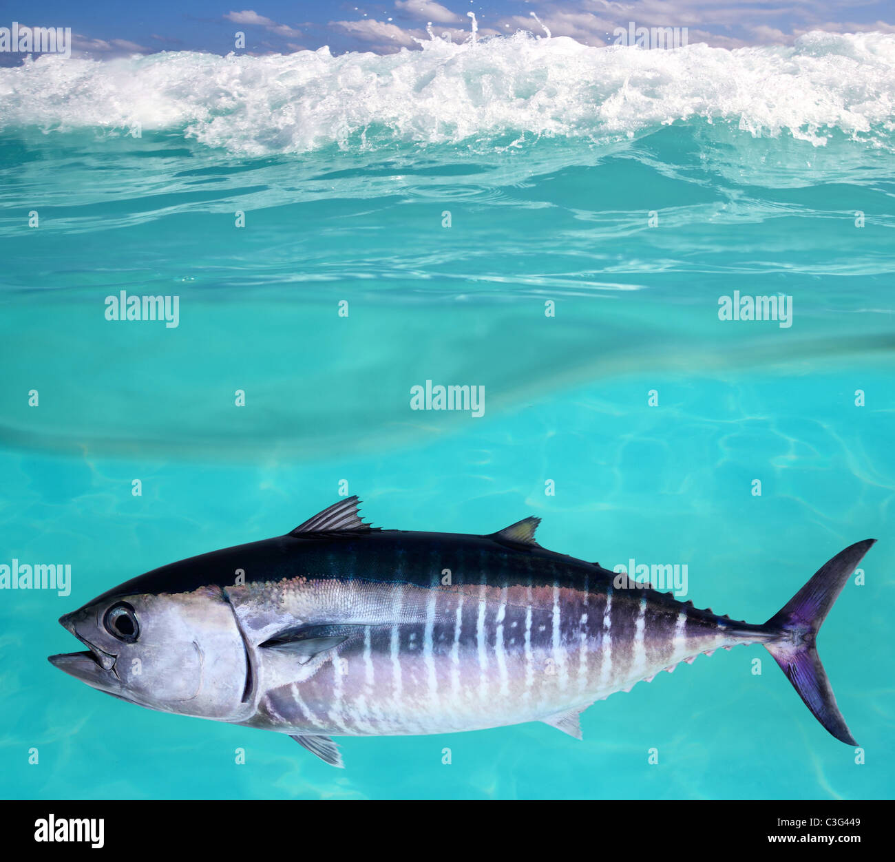 Bluefin tuna fish Thunnus thynnus underwater swimming in sea Stock Photo