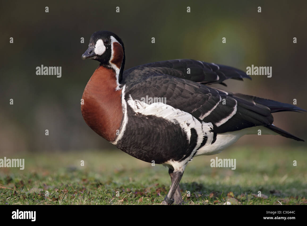 Red-breasted Goose (Branta ruficollis) on a meadow. Stock Photo