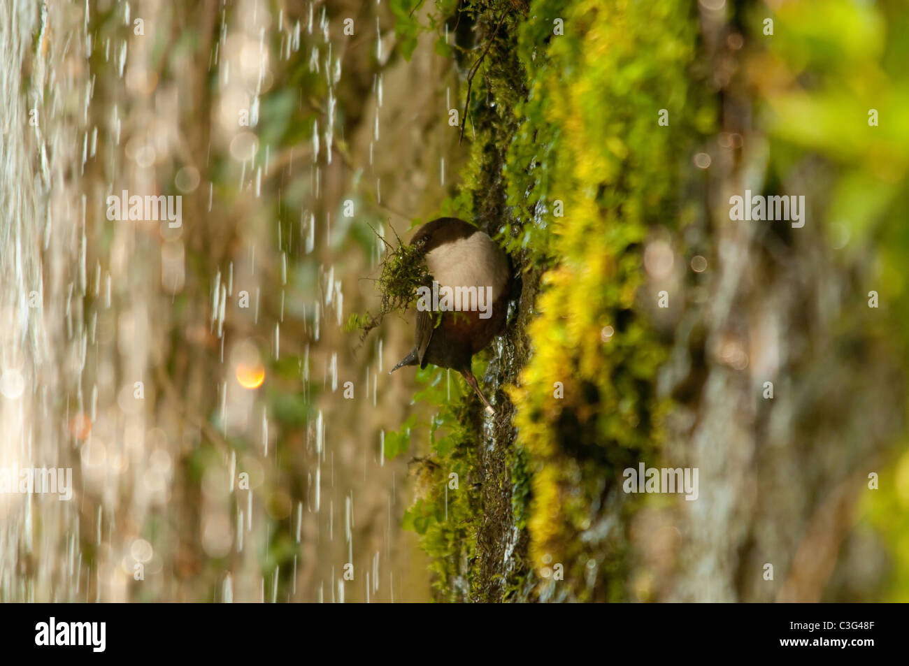 dipper climbing wall behind waterfall to nest to deliver nesting material. Stock Photo
