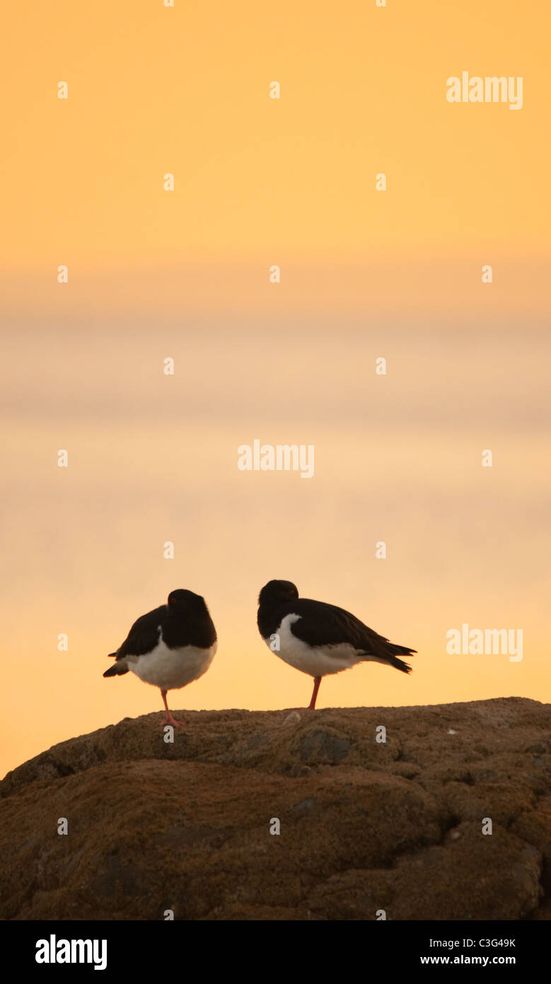 oyster catchers enjoying the sunset Stock Photo