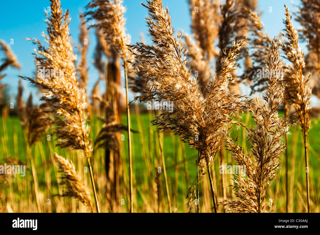 Grass seed heads Stock Photo Alamy