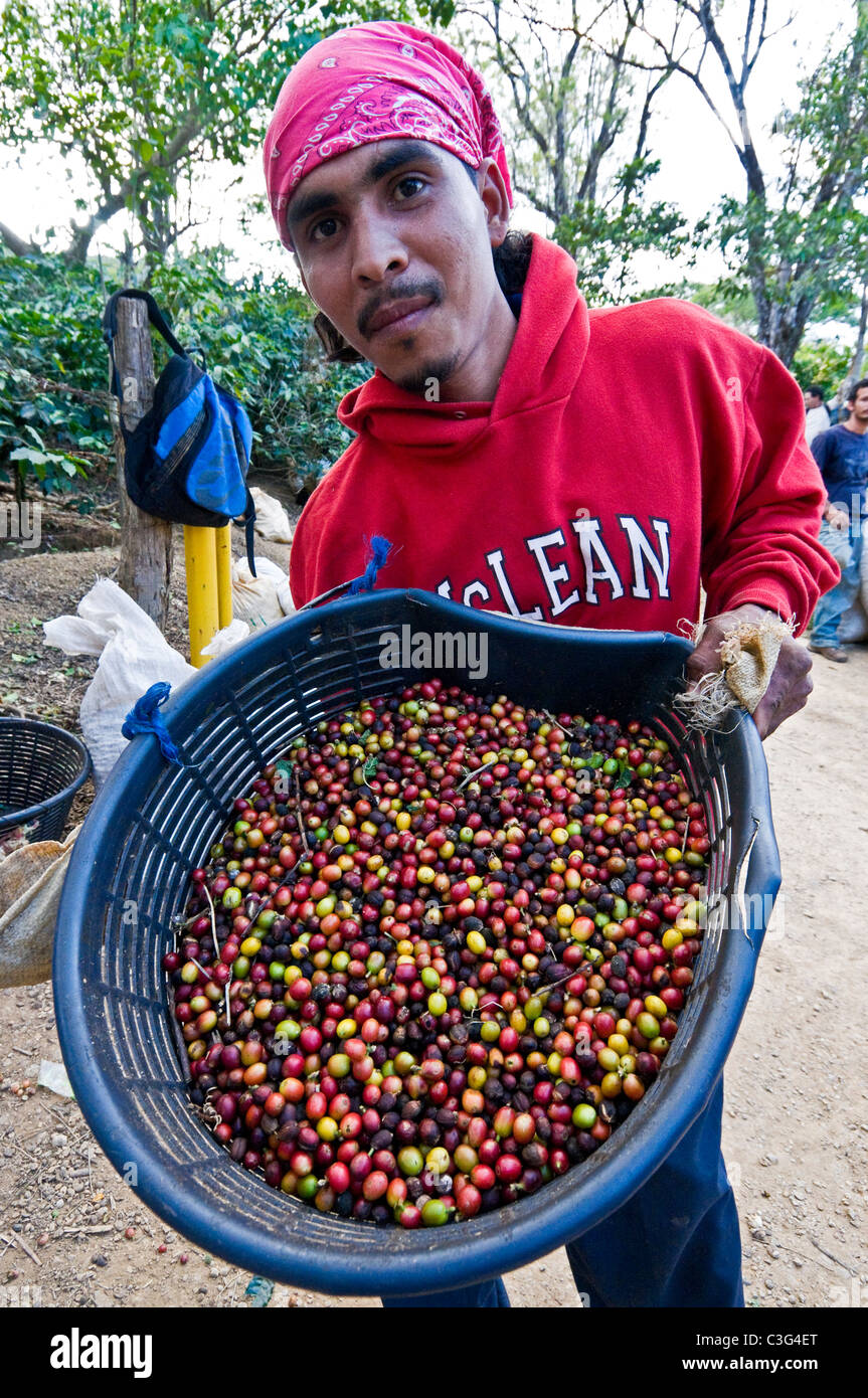 Coffee Harvest Rodeo Central Calley Costa Rica Stock Photo Alamy
