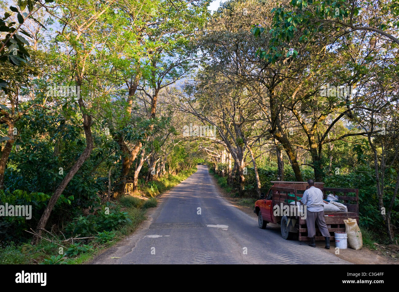 Road and coffee plantations Rodeo Hills Central valley Costa Rica Stock