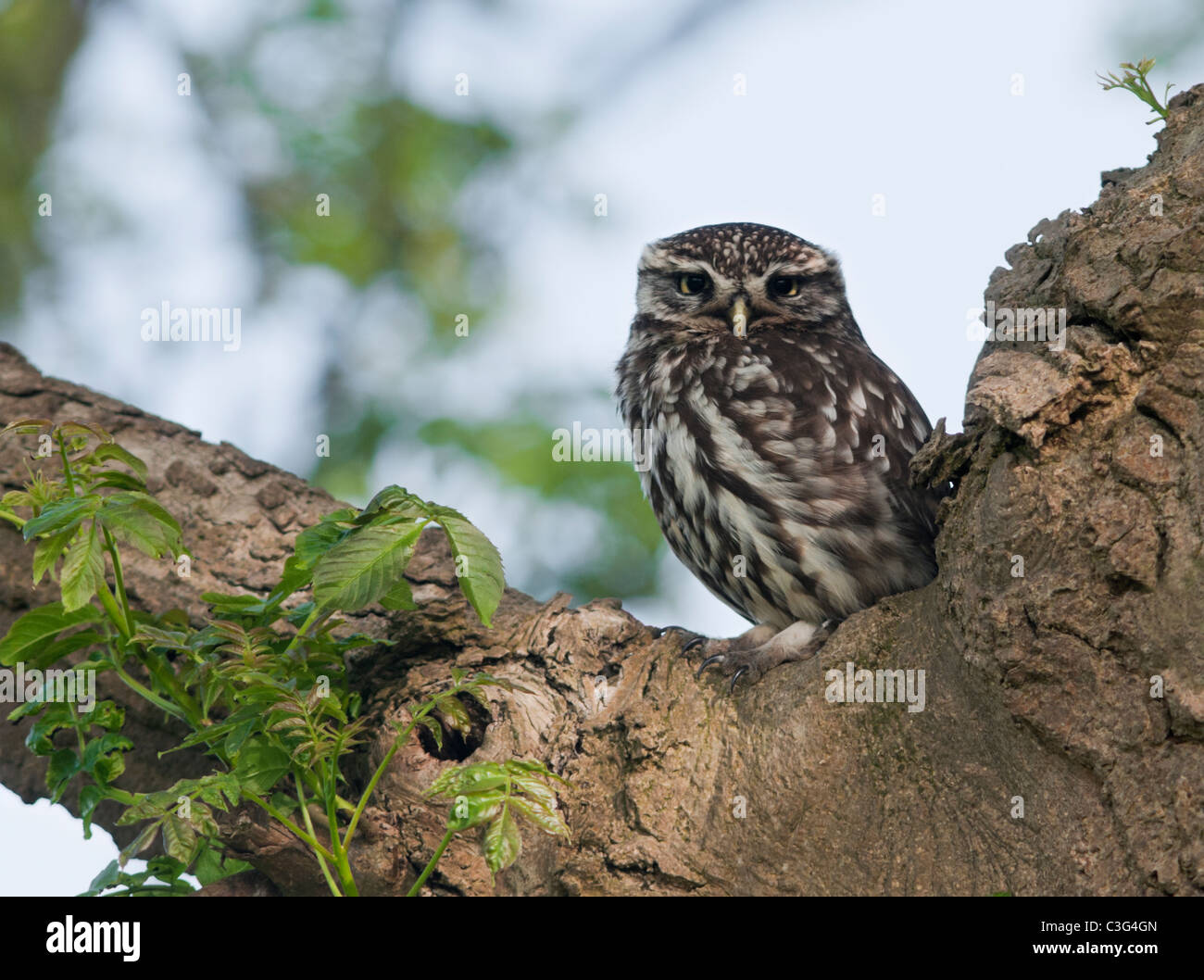 Little Owl (Athene noctua) perched in tree Stock Photo