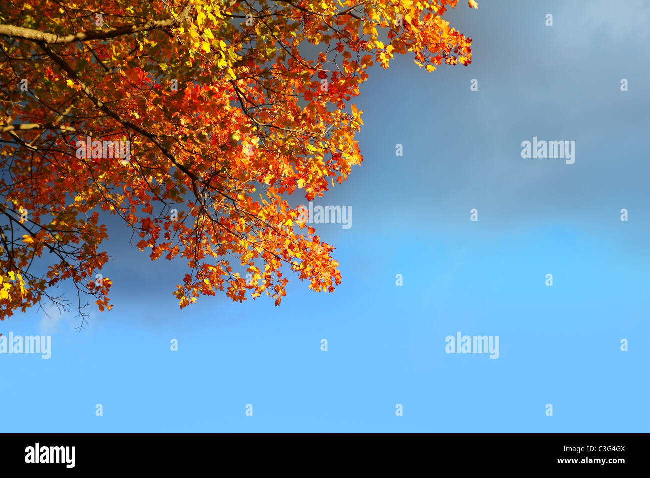 autumn fall golden beech tree leaves stormy cloud blue sky Stock Photo