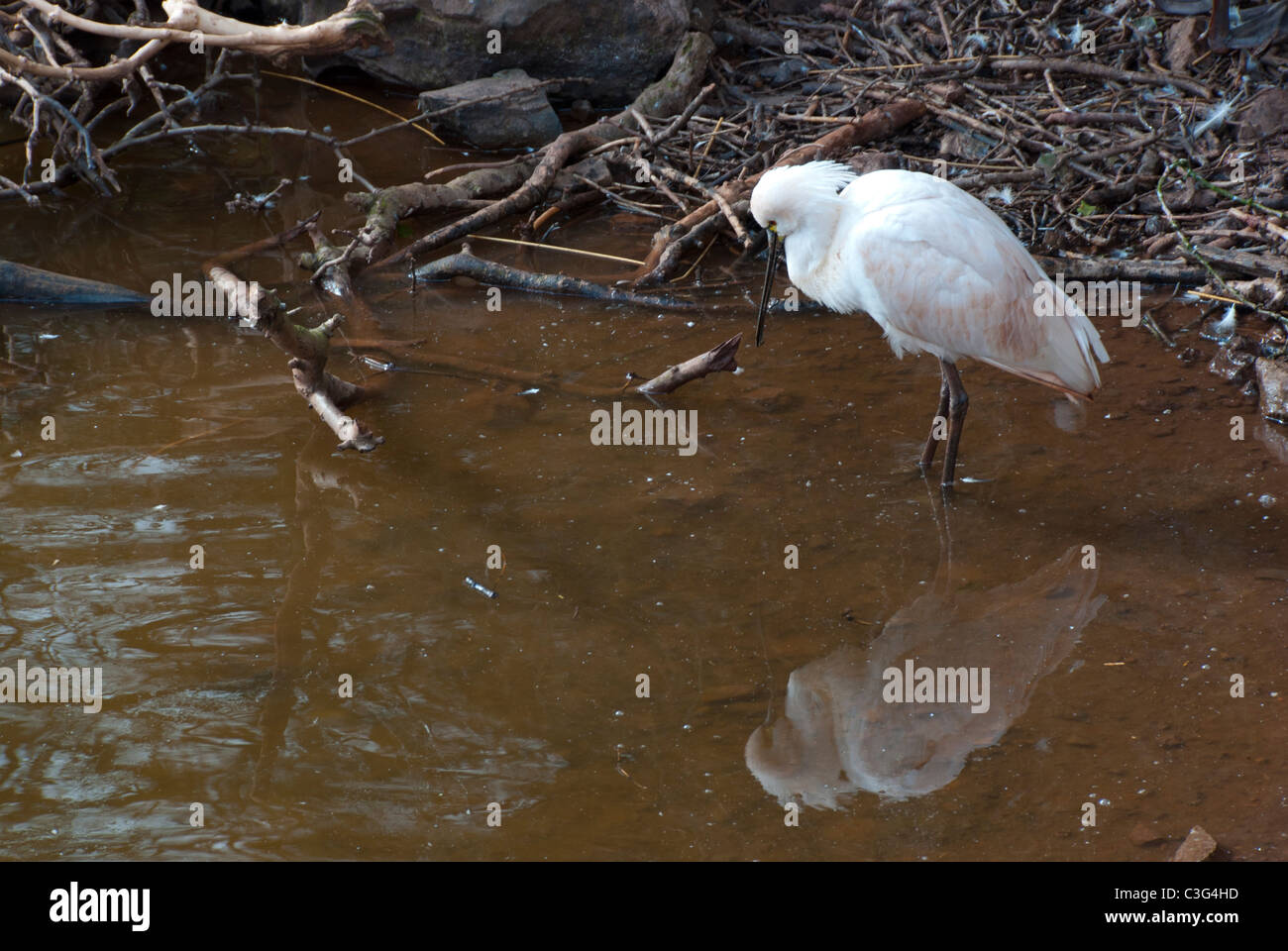 White Stork Stock Photo