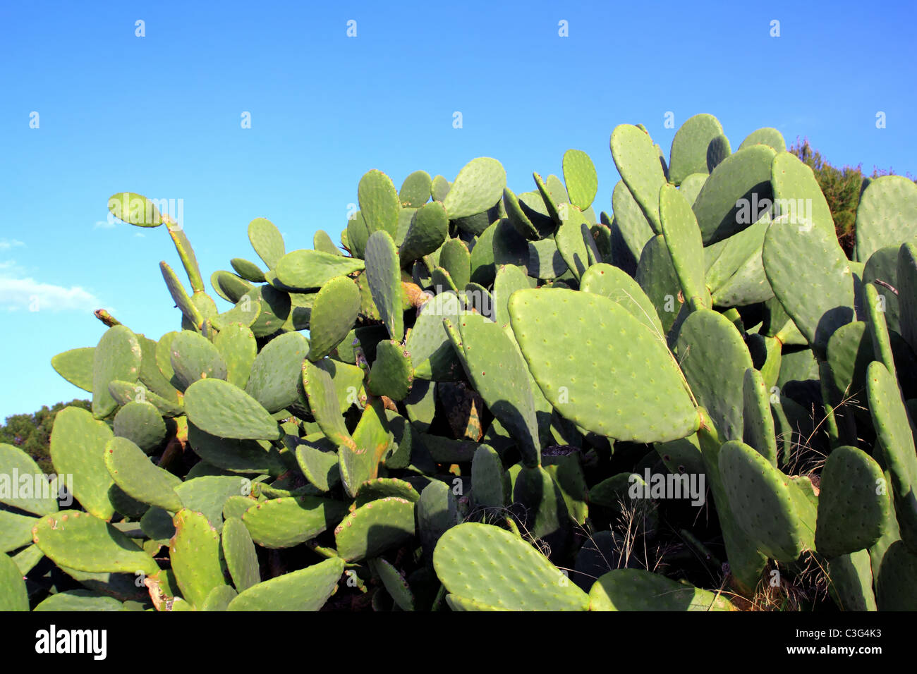 chumbera nopal cactus plant blue sky mediterranean plants Stock Photo