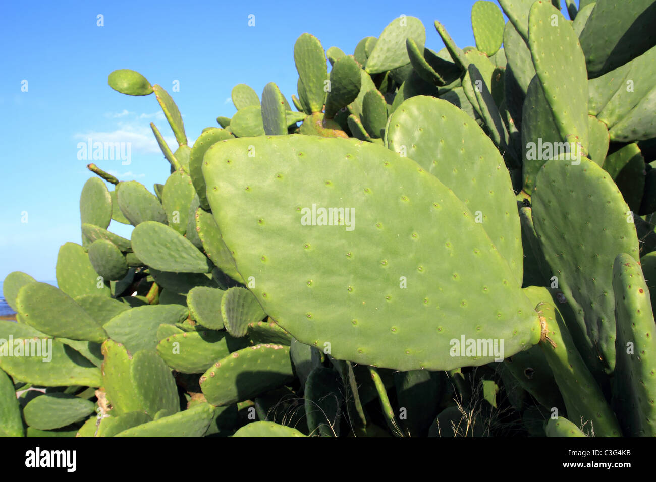 chumbera nopal cactus plant blue sky mediterranean plants Stock Photo
