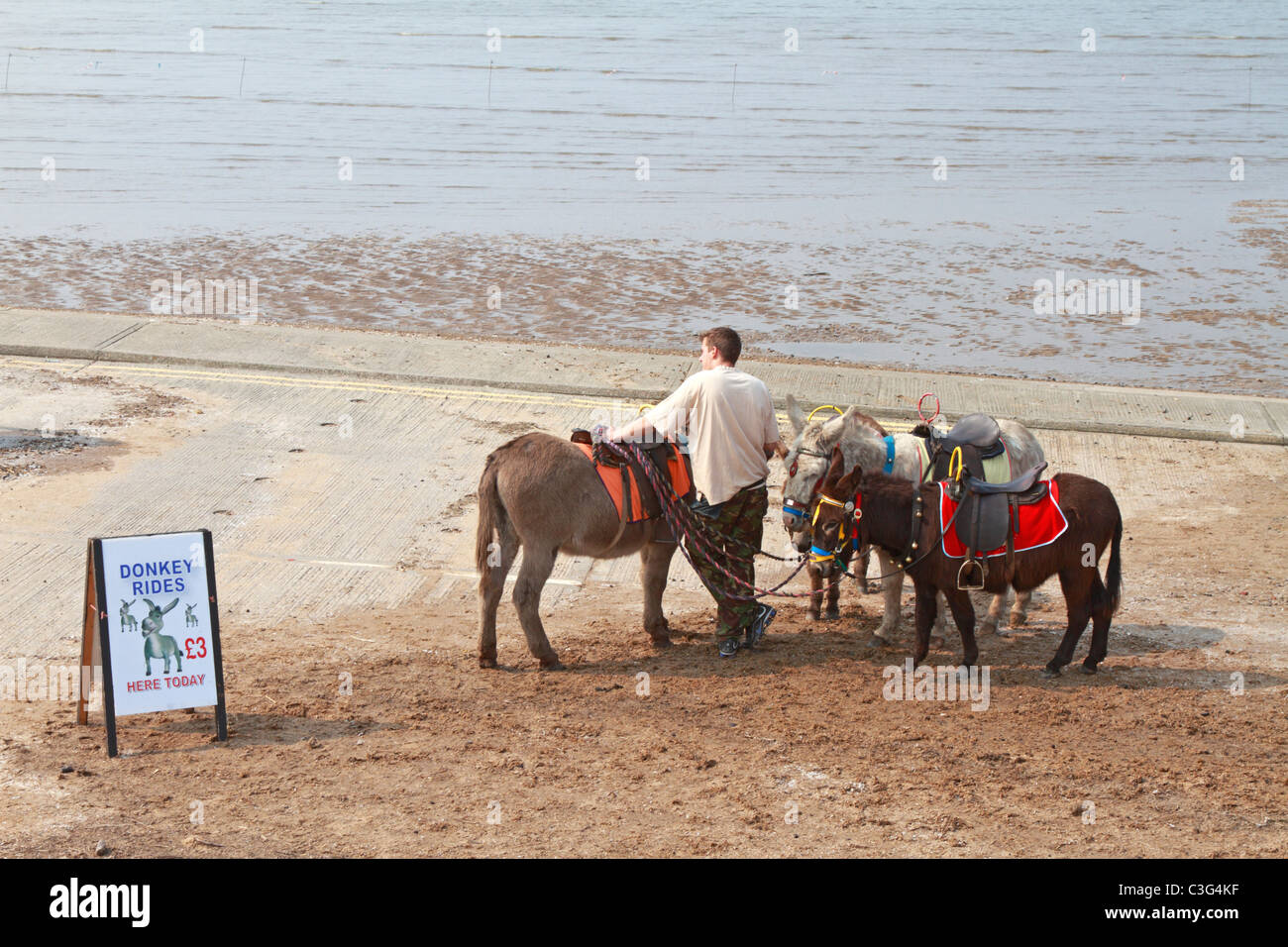 Donkeys with handler waiting for customers on Southport beach, Merseyside, Lancashire, England, UK. Stock Photo
