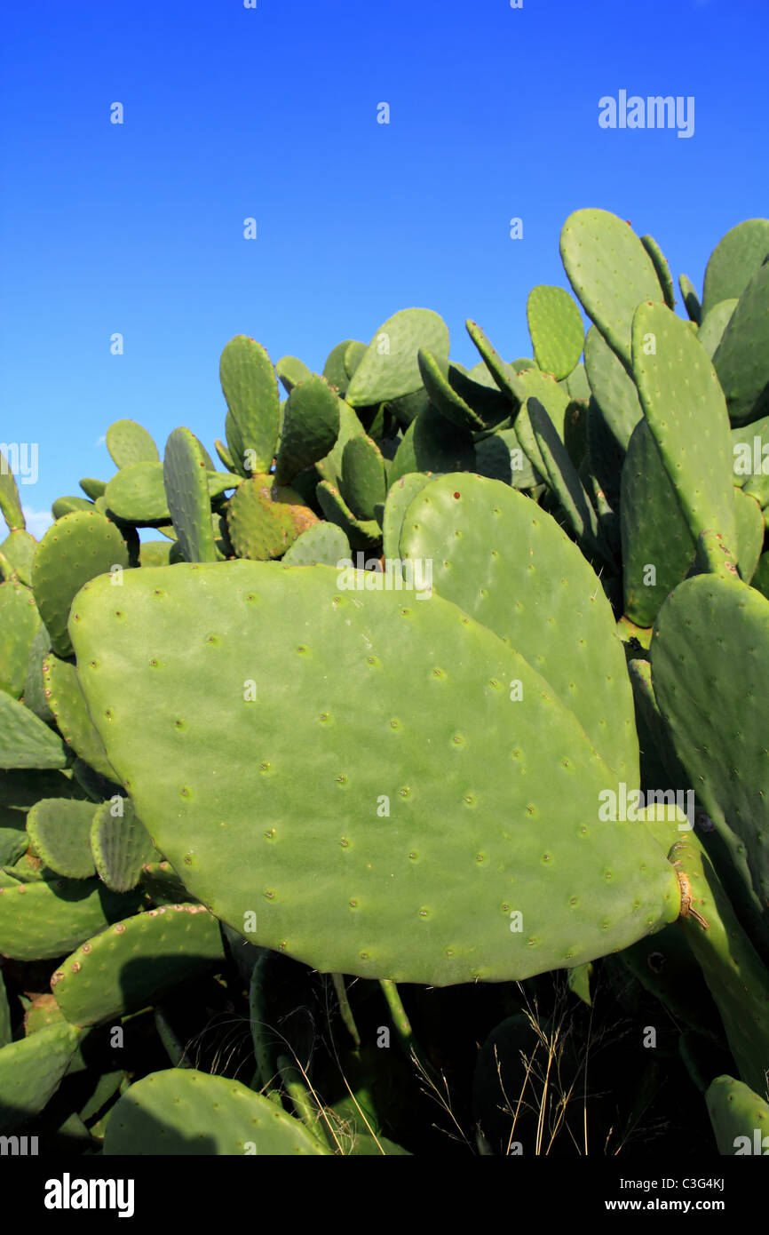 chumbera nopal cactus plant blue sky mediterranean plants Stock Photo