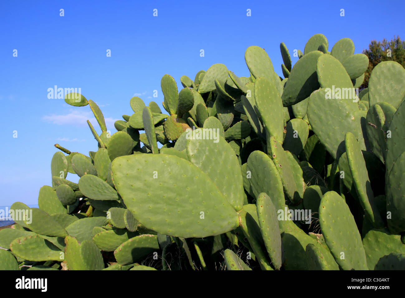 chumbera nopal cactus plant blue sky mediterranean plants Stock Photo