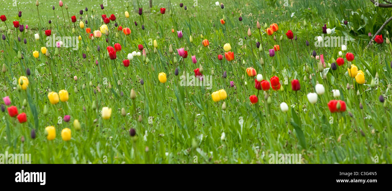 Tulips planted through grass Stock Photo